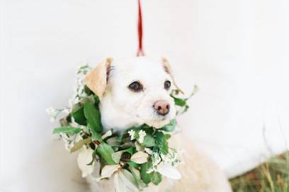 Bride's Dog