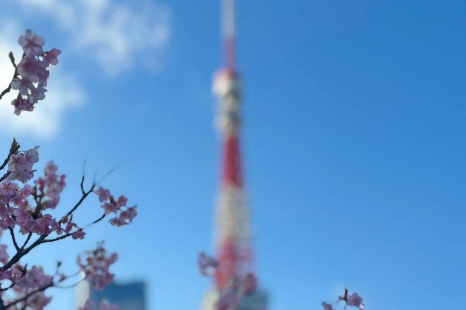 Cherry Blossoms in Tokyo