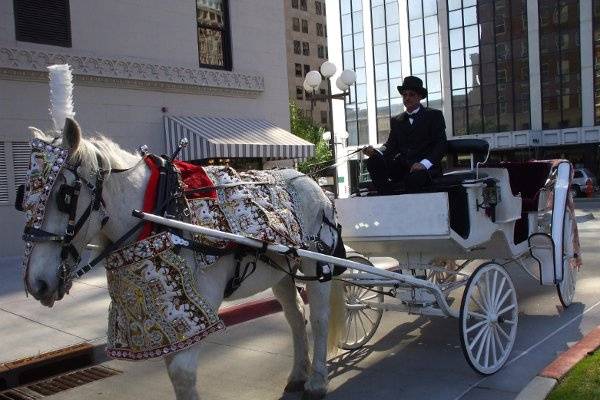 East Indian Baraat Horse Carriage for the Groom