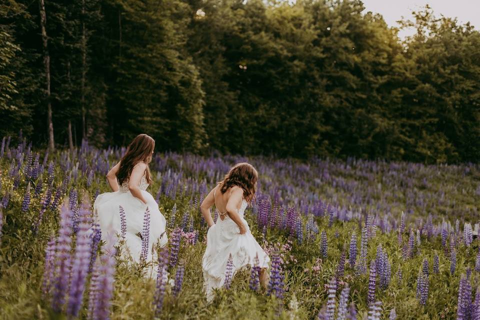 June Lupins