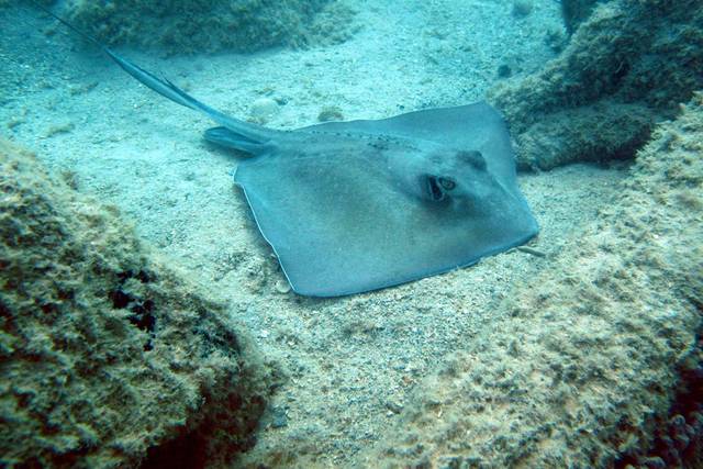 snorkeling with sting ray.jpg