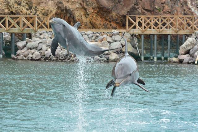 swimming with dolphins.jpg