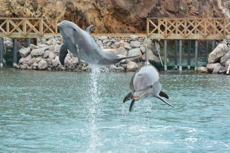 swimming with dolphins.jpg