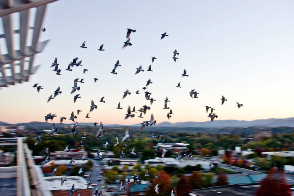 View from the Balcony