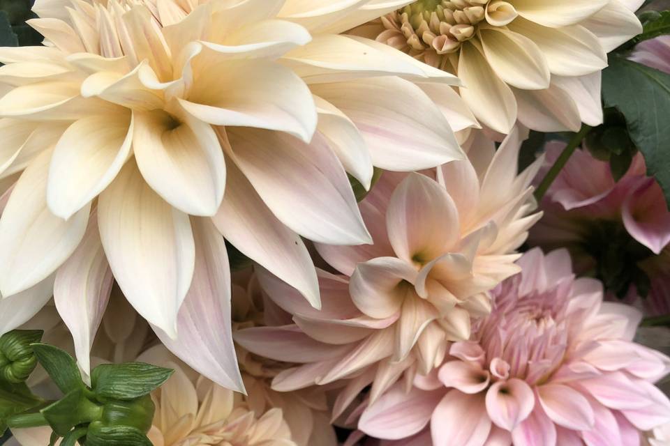 Café Dahlias