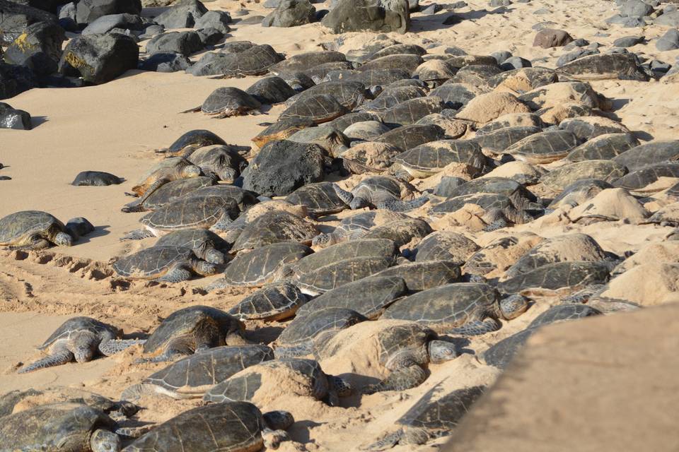 Hawaii Turtles