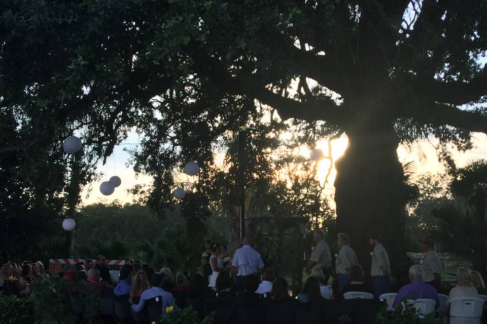 Ceremony at 400 year Oak Tree