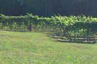 Bear Claw Vineyards & Winery, Inc.