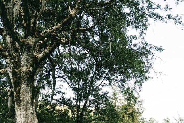 Wedding - Orchard Set up