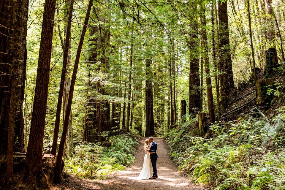 Wedding in the redwoods