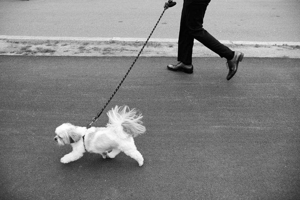 Dogs at weddings