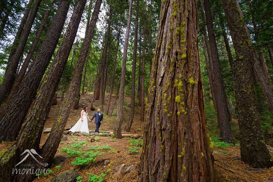 Forest alongside jackson creek at twenty mile house wedding venue tahoe reno