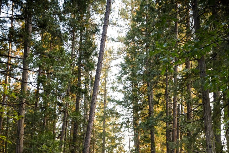 Historic miner's cabin twenty mile house wedding northern california