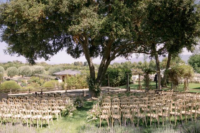 Oak Tree Lawn
