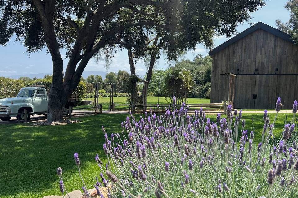 Lavender