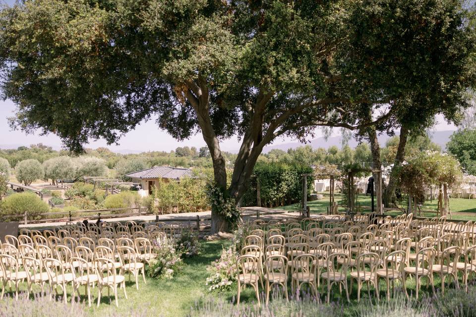 Oak Tree Lawn