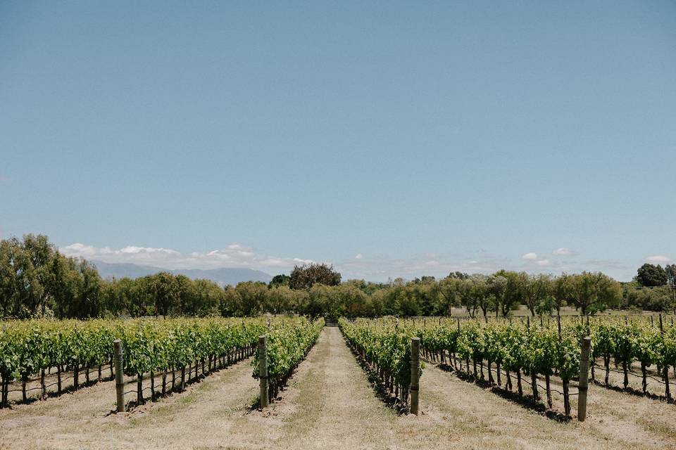 Vineyard