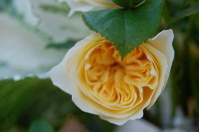 The Monkey Flower Group