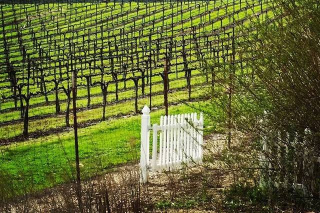 Graveyard Vineyards