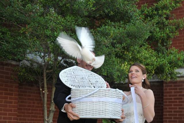White dove release