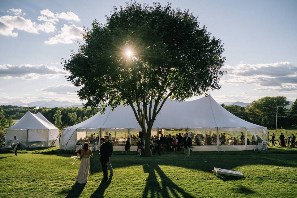 Tree by the tent