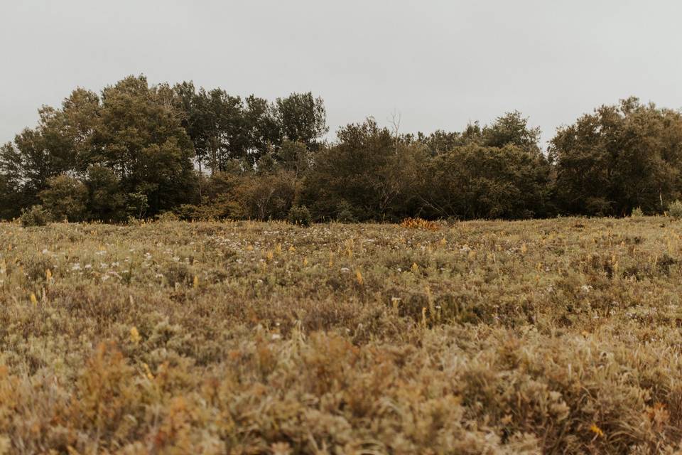 Wildflowers on location