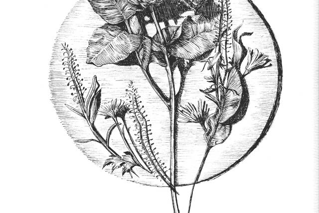 Ink Drawing of Flowers