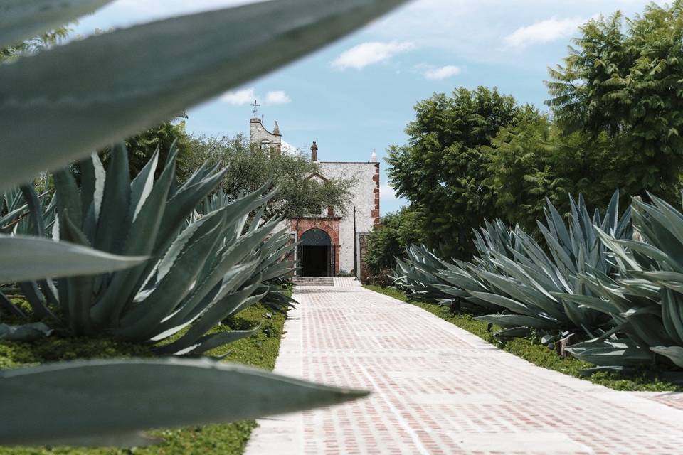 Agave plant