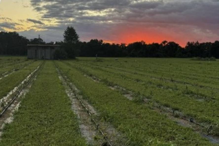 Sunset on the farm