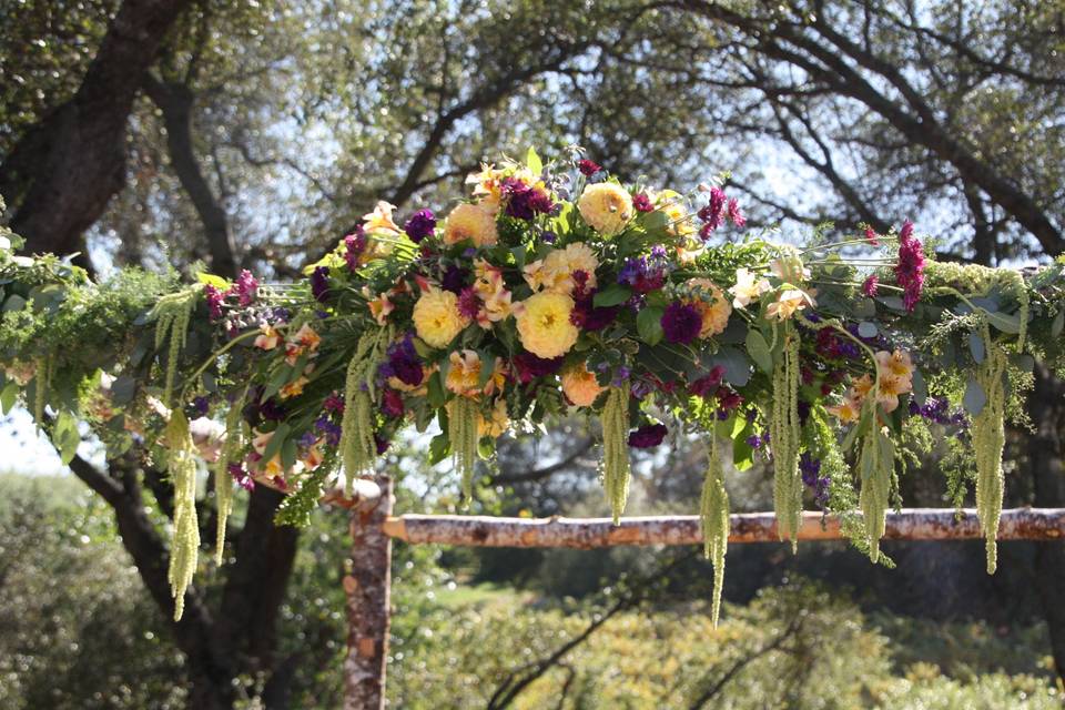 Strelitzia Flower Company