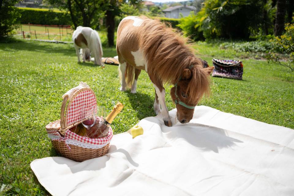 Pic nic with horses