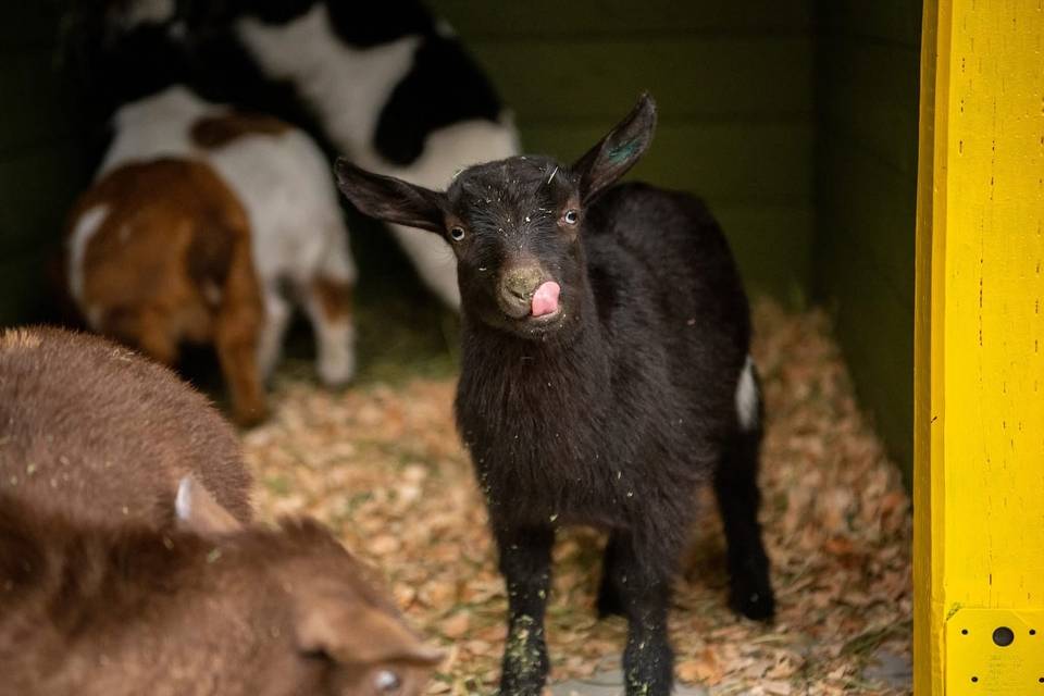 Point Defiance Zoo & Aquarium