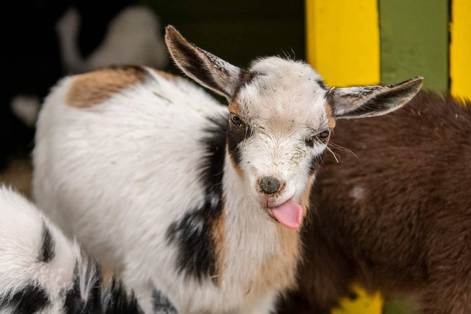 ptdefiancezoo_1741817530_3586947879799592621_224585827