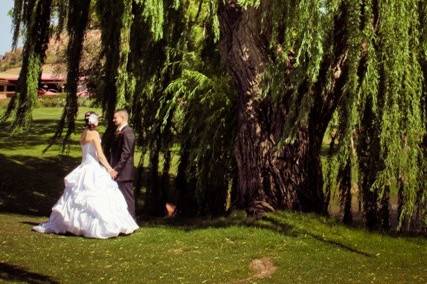 Under the willows