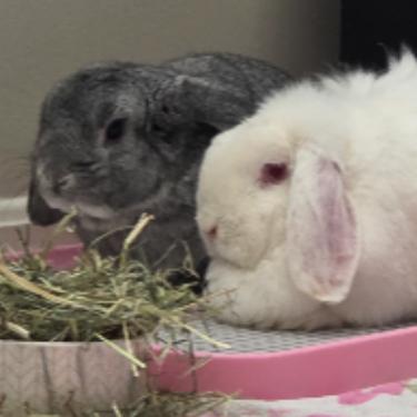 Effie and Zeb