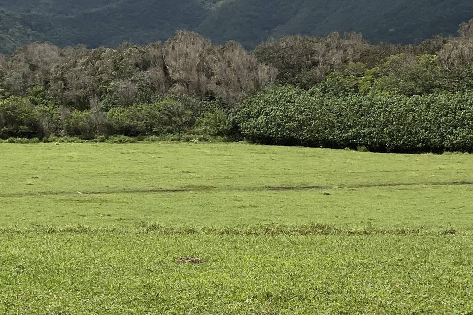 Kualoa Ranch