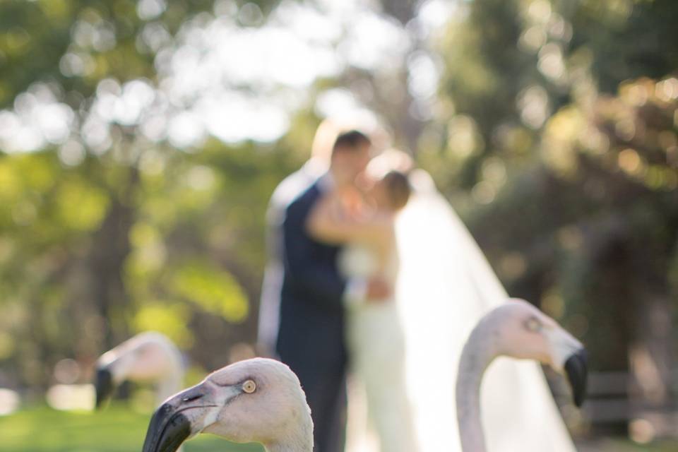 Bride & groom zoo