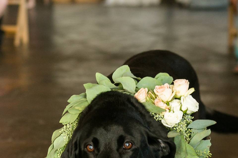 Flowers around the dog