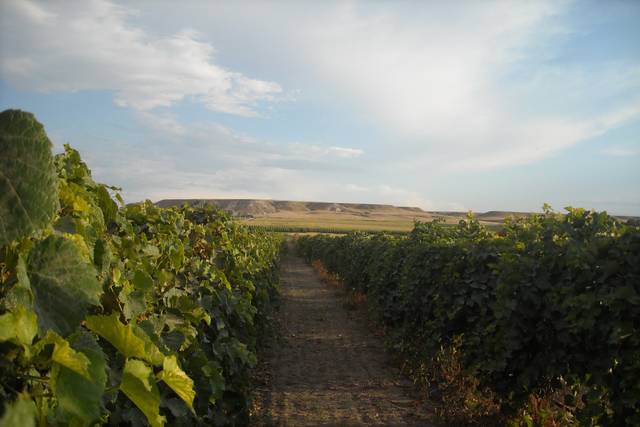 Table Mountain Vineyards