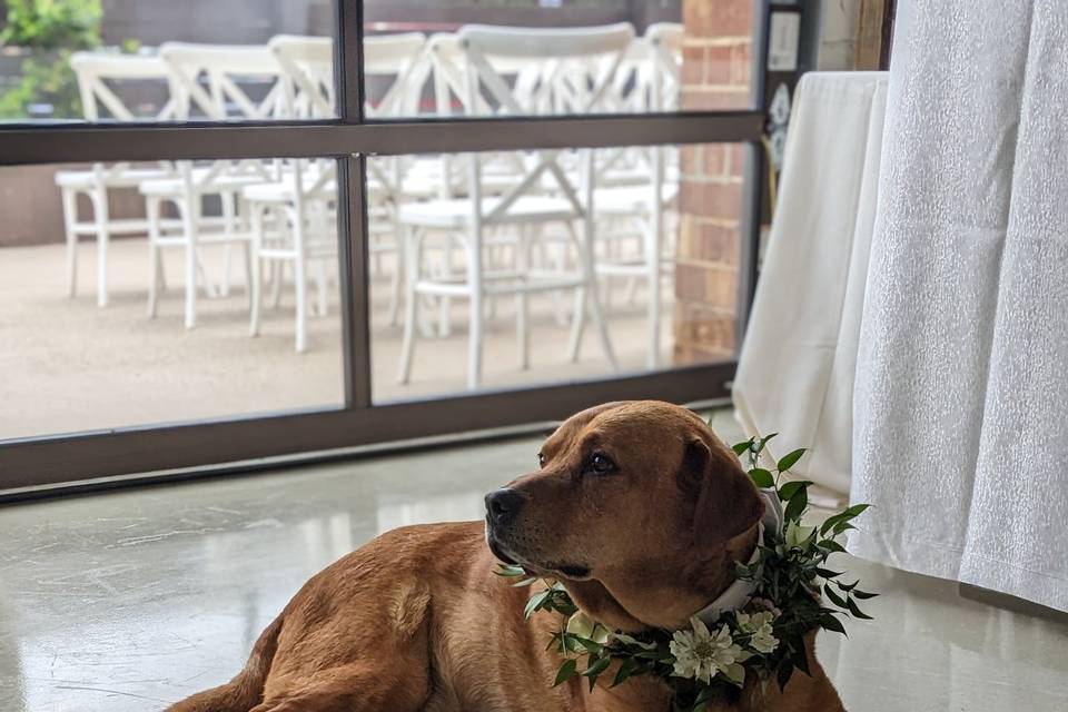 Canine bridal party