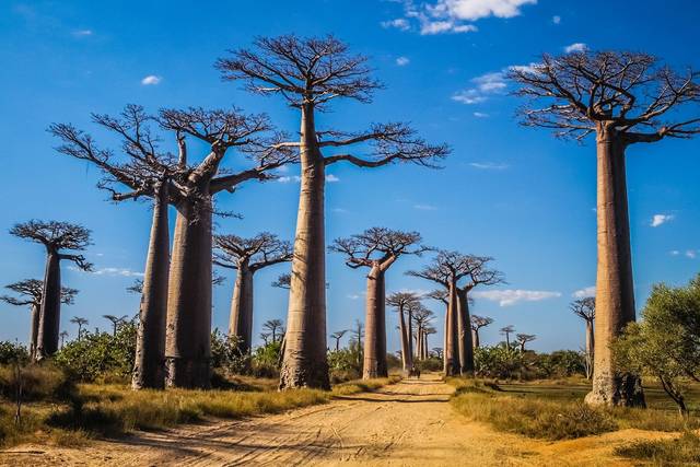 Dreamscape by Melissa