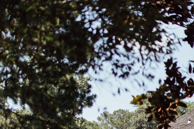 Heritage Pine