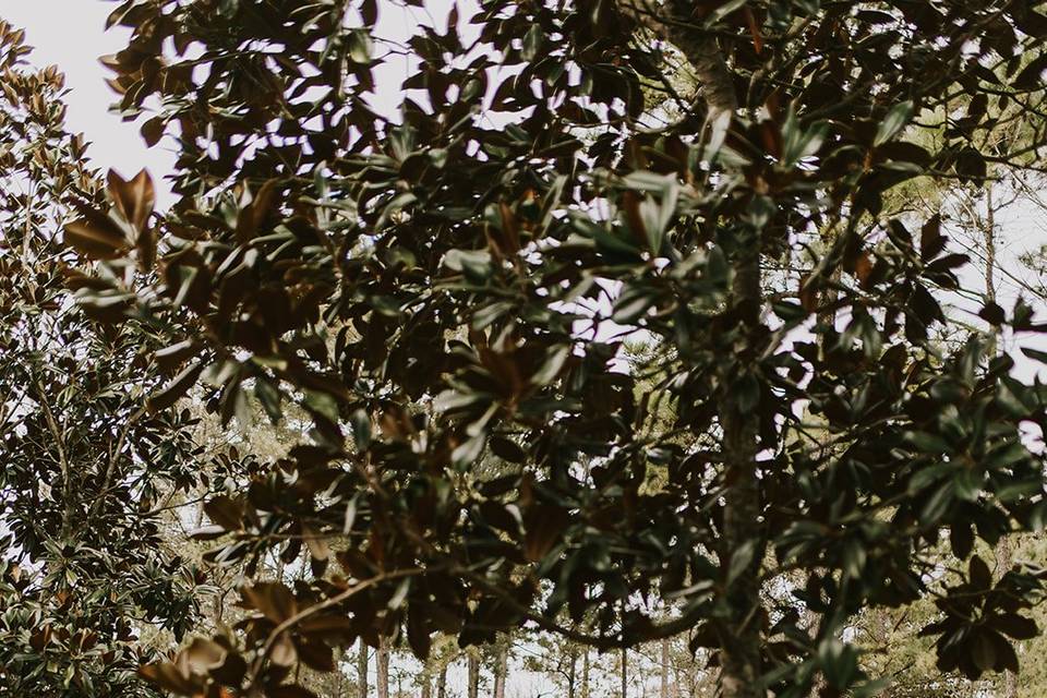 Heritage Pine