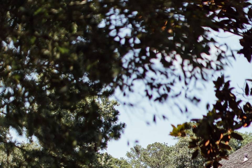 Heritage Pine