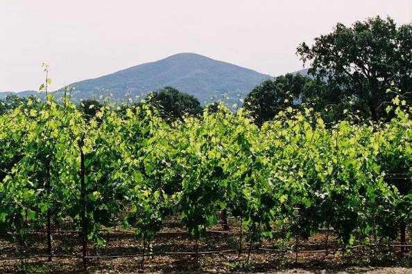 A Beautiful Ceremony Napa Valley