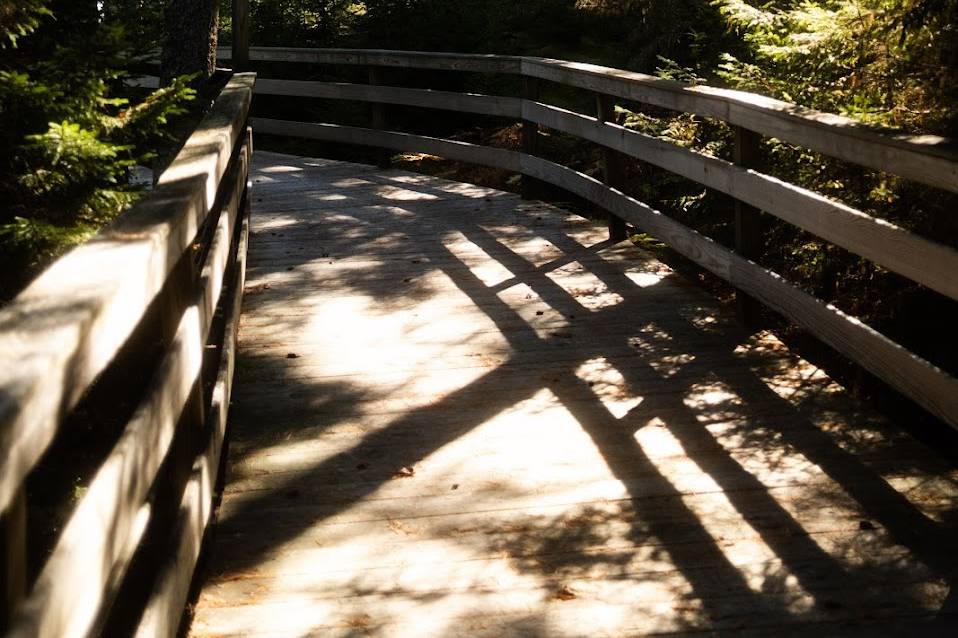 Boardwalk in the forest