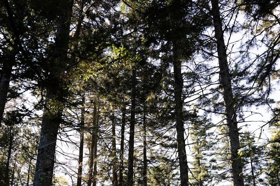 Forest on the island