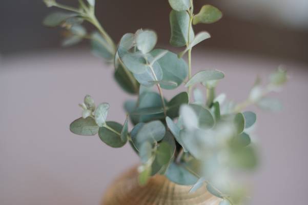Bud Vases