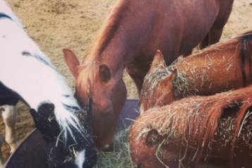 Horse at the ranch