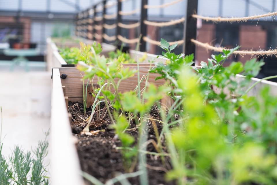 Courtyard Garden
